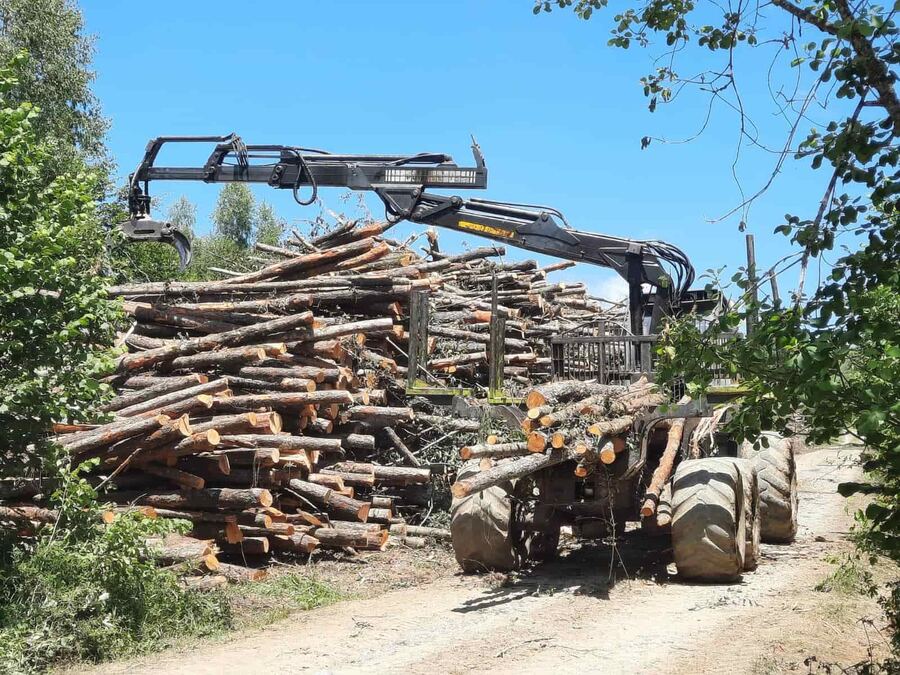 Harvester at the wood-mass stockpile